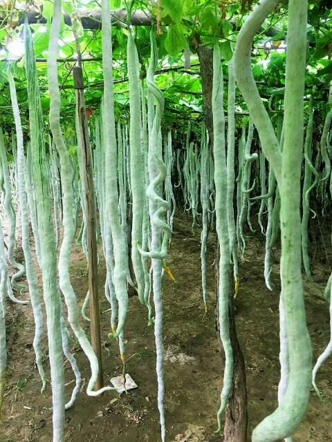 周公解梦，灰色双蛇之梦——解析梦境中煮食蛇的寓意与心理暗示