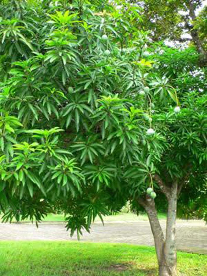 铁桦树 快懂百科