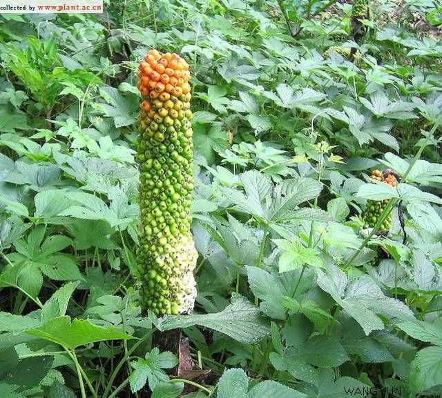 翻译蒟蒻 快懂百科