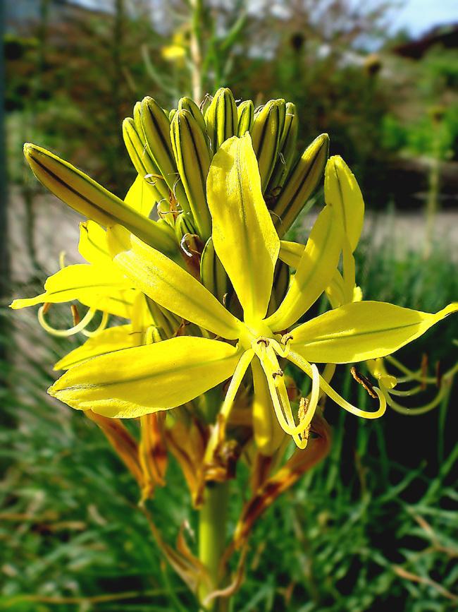 黄日光兰 快懂百科