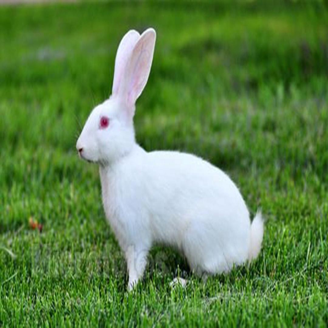 中国家兔品种图片