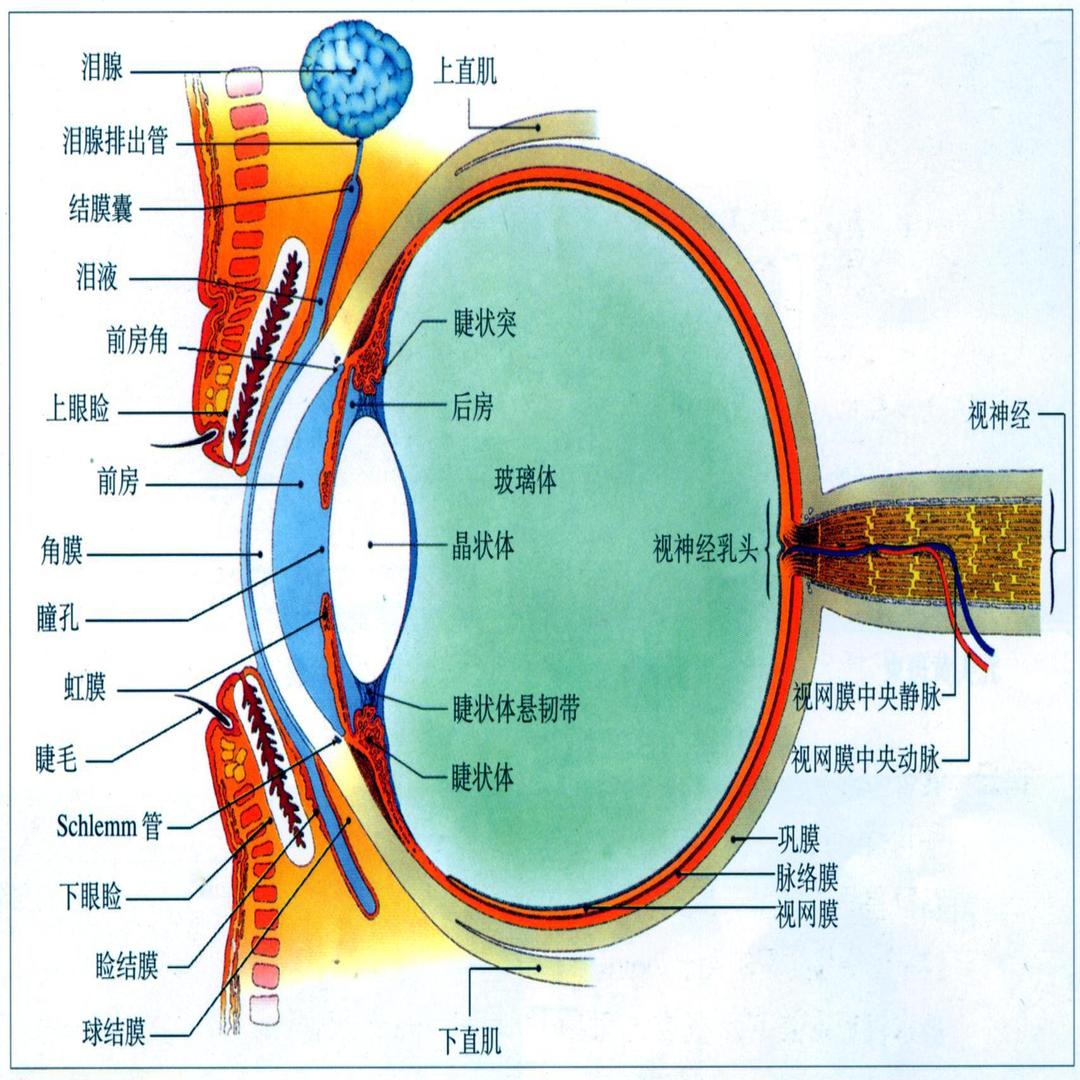 眼睛的外部结构图图片