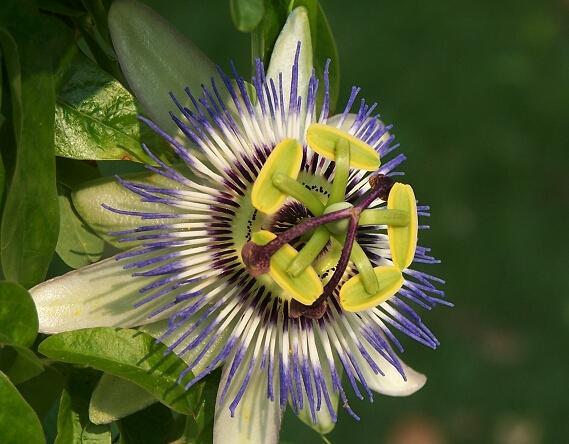 日轮花 快懂百科