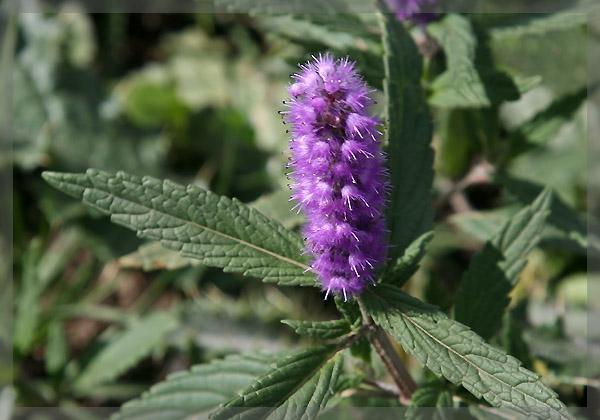 密花香薷 快懂百科