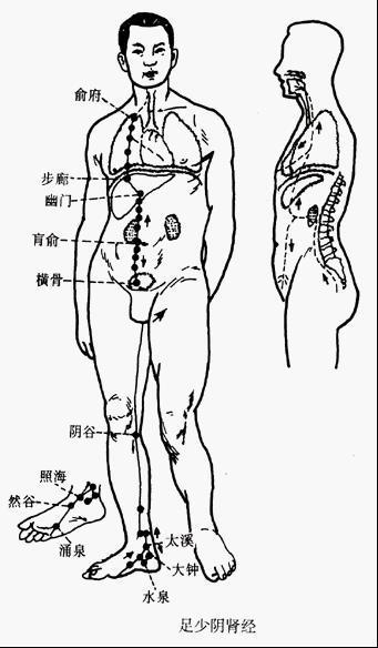 走足心(湧泉),出於舟骨粗隆下,沿內踝後,進入足跟,再向上行於腿肚內側