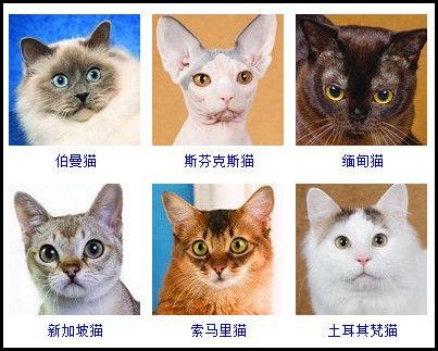 猫的品种 快懂百科