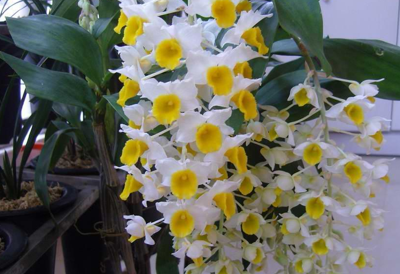 密花石斛 快懂百科