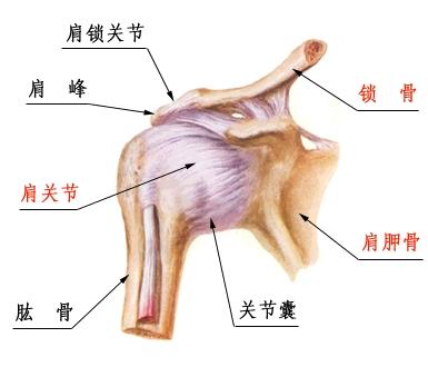 编辑简介解剖目录肩关节由肱骨头与肩胛骨的关节盂构成,是典型的球窝