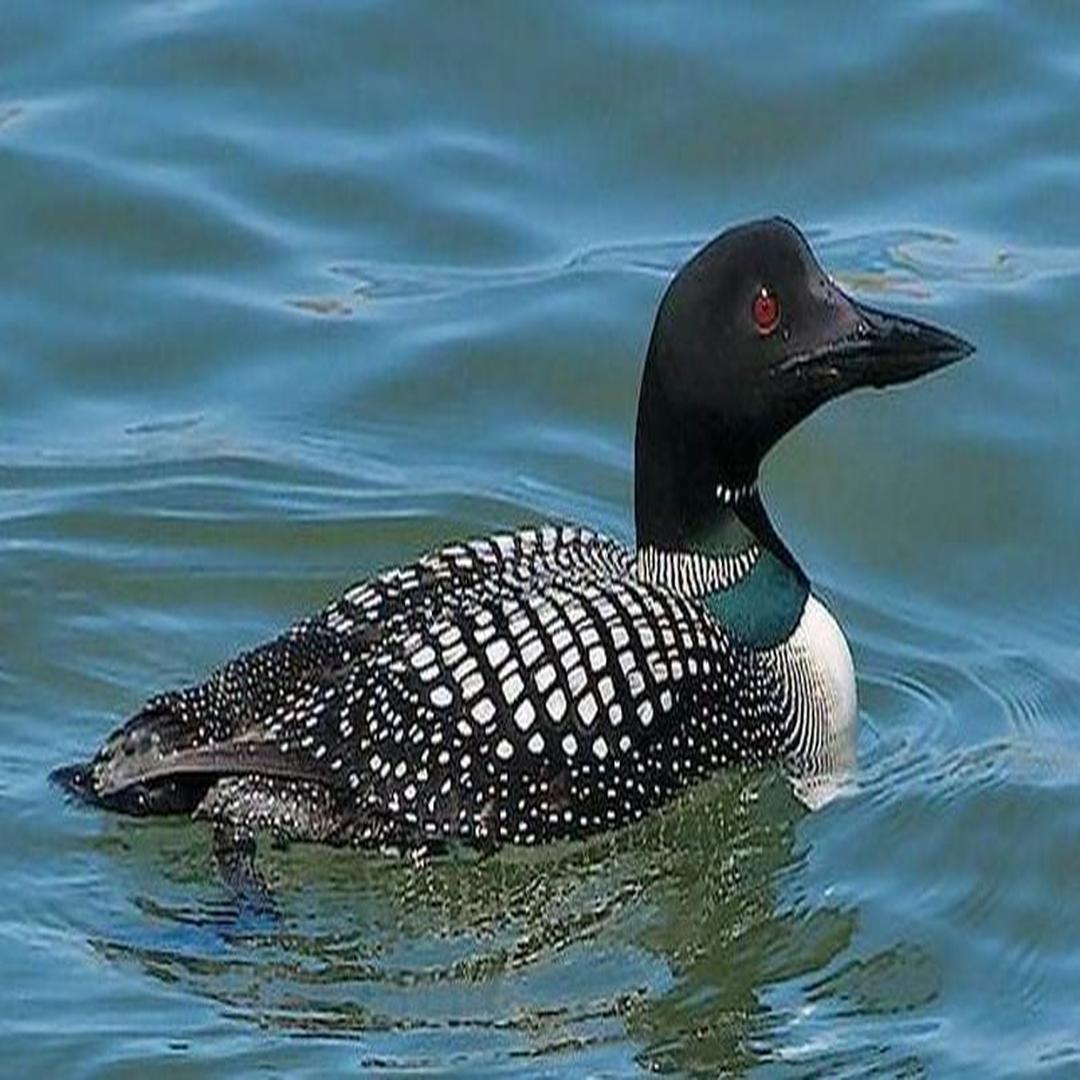 普通潜鸟 - 头条百科