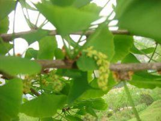 银杏花粉 银杏花粉 头条百科