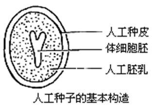 人造种子 快懂百科