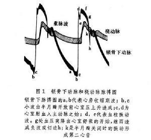 脉搏[动脉搏动]_正常范围_触摸脉搏_形成和传播 - 头条百科