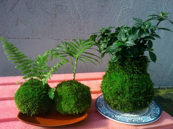 苔玉 快懂百科