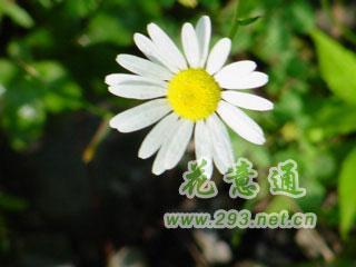 2月3日生日花 快懂百科