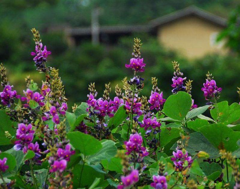 紫葛花 快懂百科