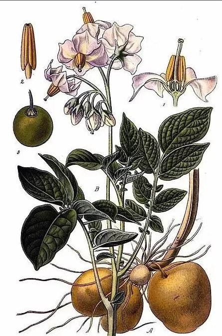 土豆花 快懂百科