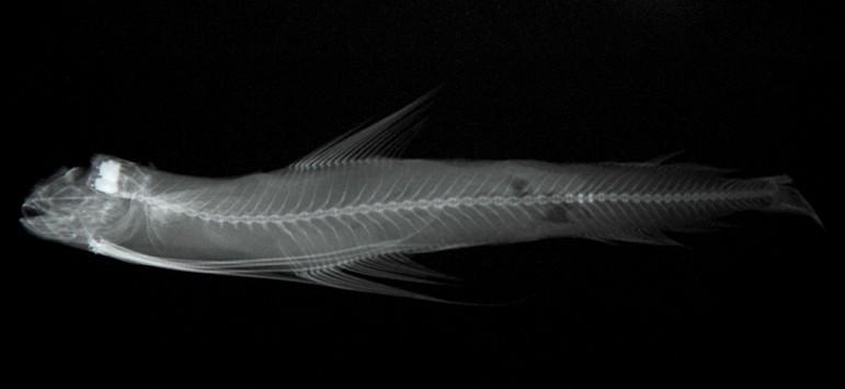 大西洋犀鳕 快懂百科