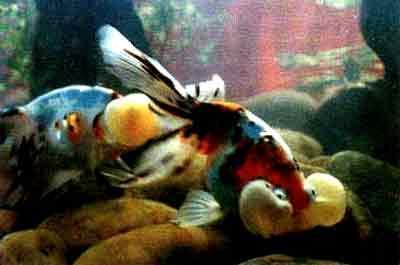 五花水泡 金鱼品种之一 头条百科