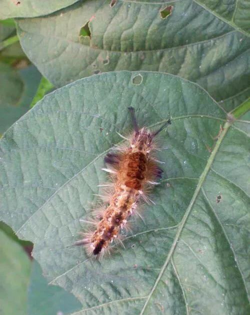 天幕毛虫 快懂百科