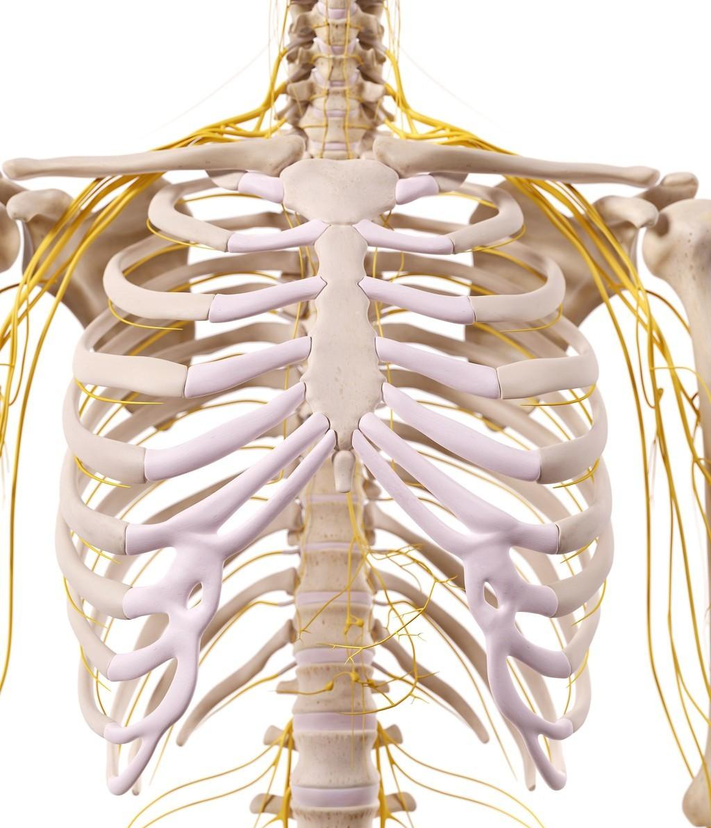 解剖学笔记 | 胸廓（关节&骨） - 知乎