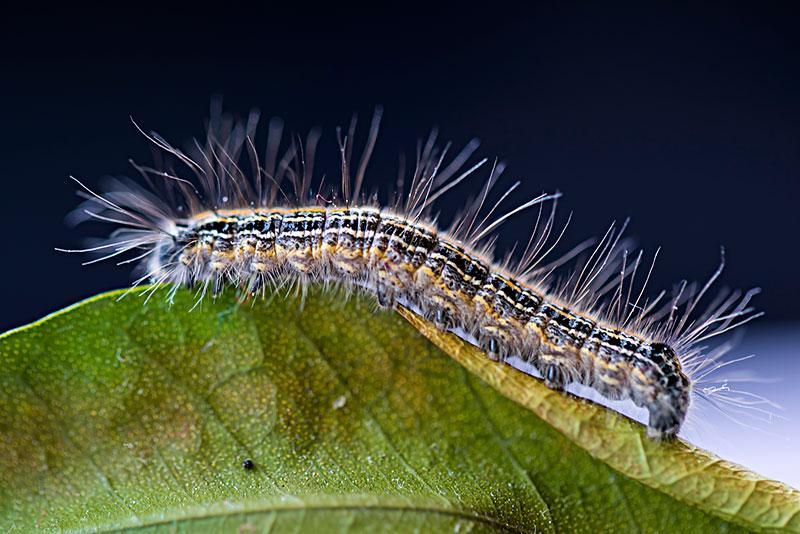 天幕毛虫 快懂百科