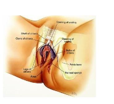 外阴白斑症状 快懂百科