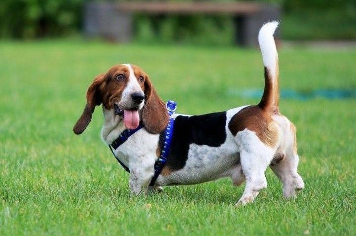 巴吉度犬 食肉目犬科动物 头条百科