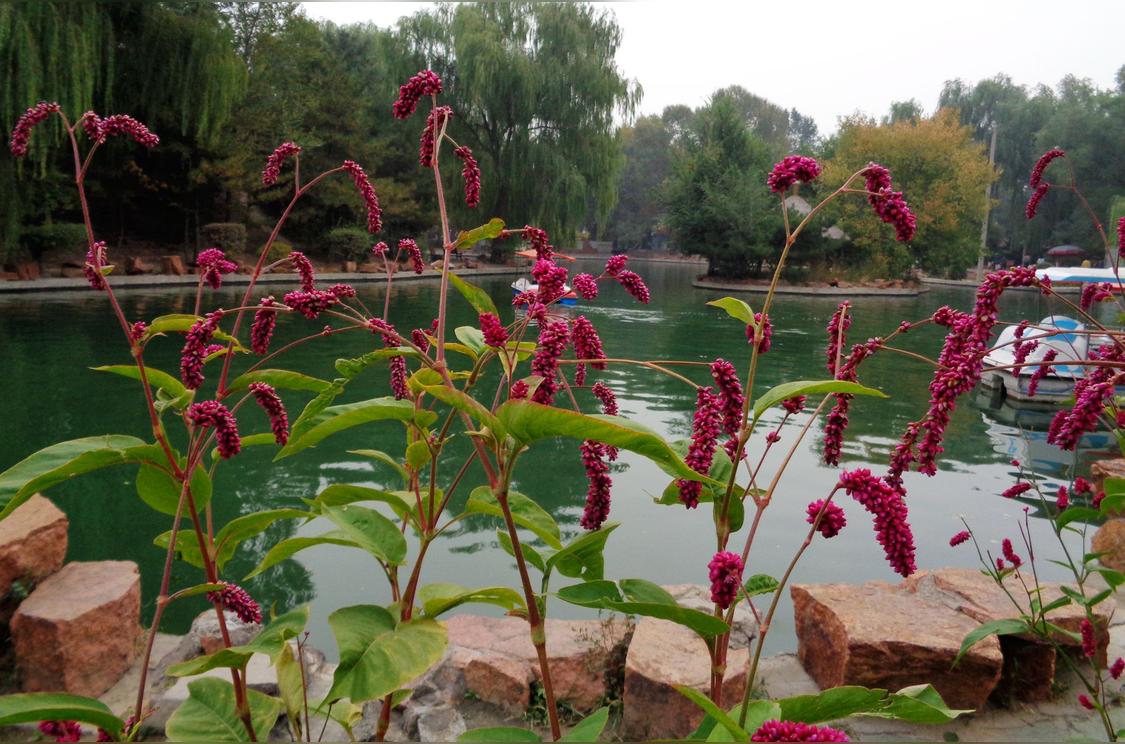 红蓼 蓼科蓼属植物 头条百科