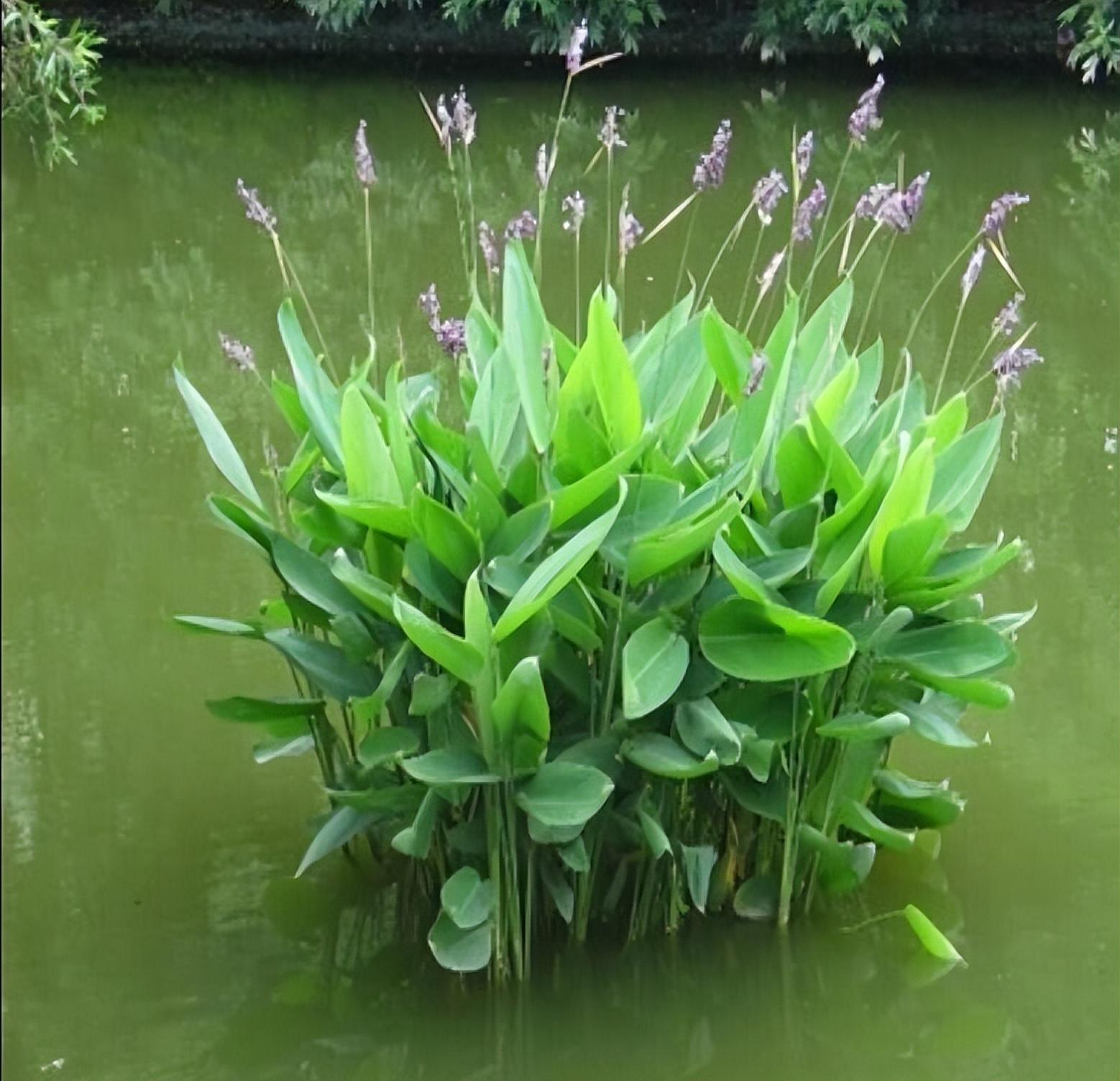 水生植物 快懂百科