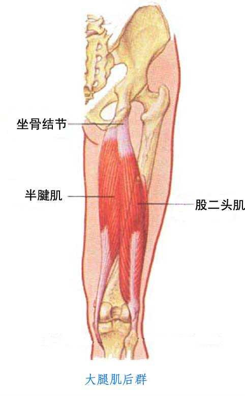 股二头肌肱肌 快懂百科