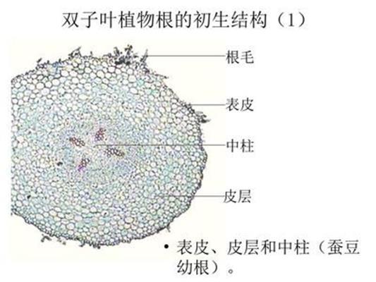 初生结构 快懂百科
