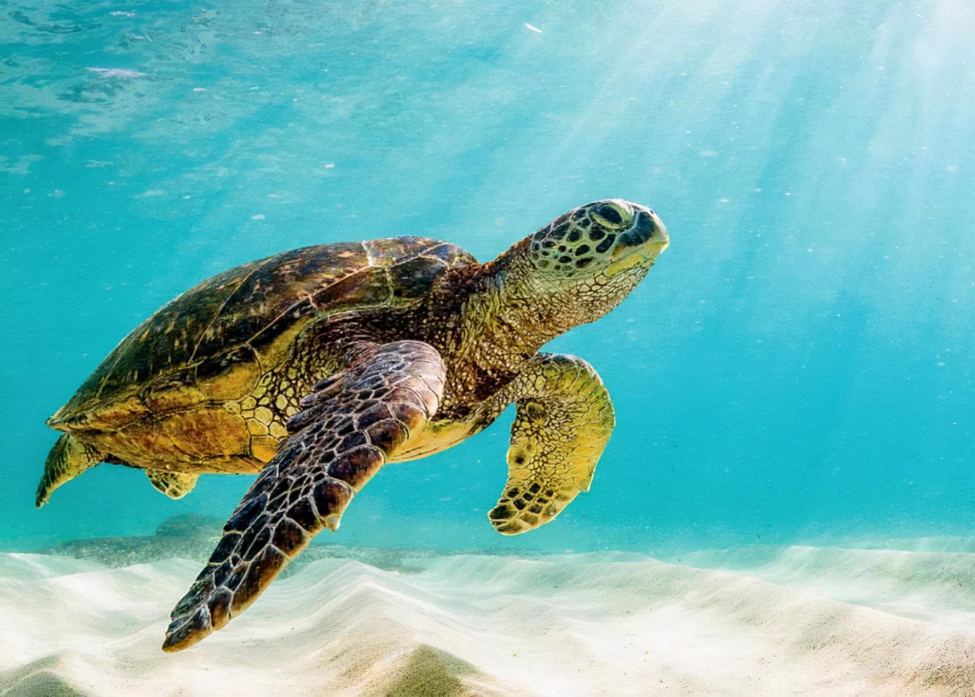 海龟游泳摄影图__海洋生物_生物世界_摄影图库_昵图网nipic.com