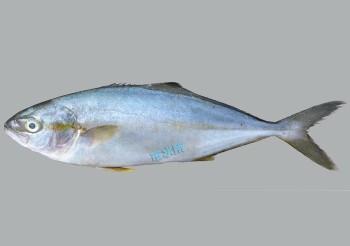 黄条鰤 快懂百科