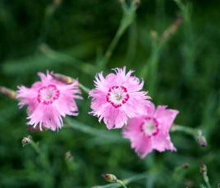 常夏石竹 快懂百科