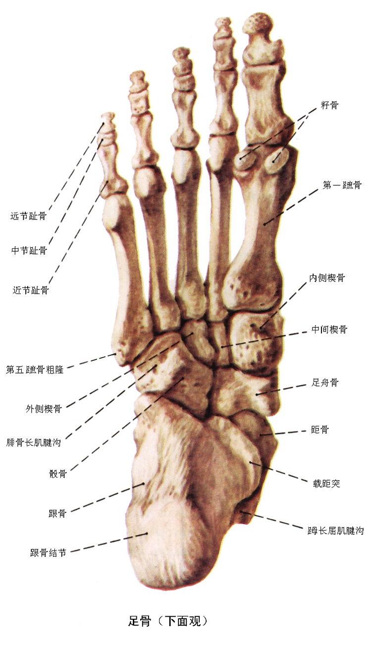 足舟骨 解剖结构 相关疾病与治疗 历史版本3 快懂百科