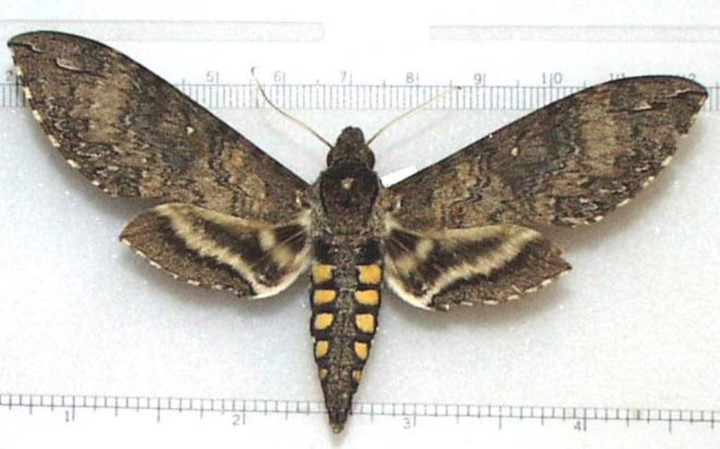 葡萄天蛾 快懂百科