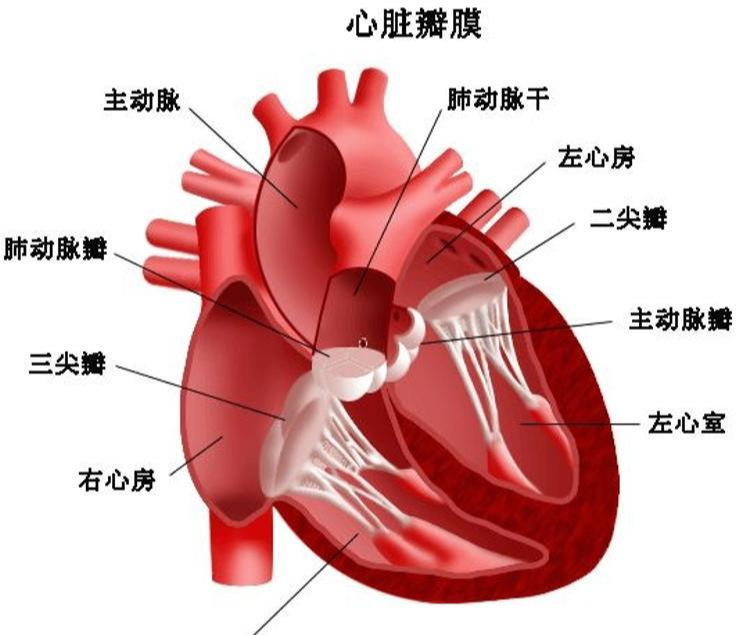 心脏 快懂百科