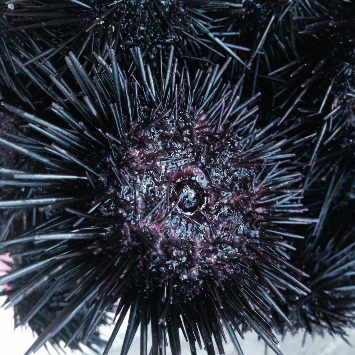 球海胆 快懂百科