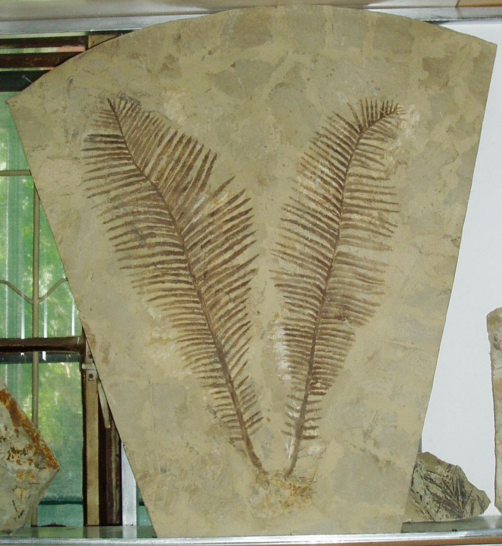 古代植物化石 历史版本1 头条百科