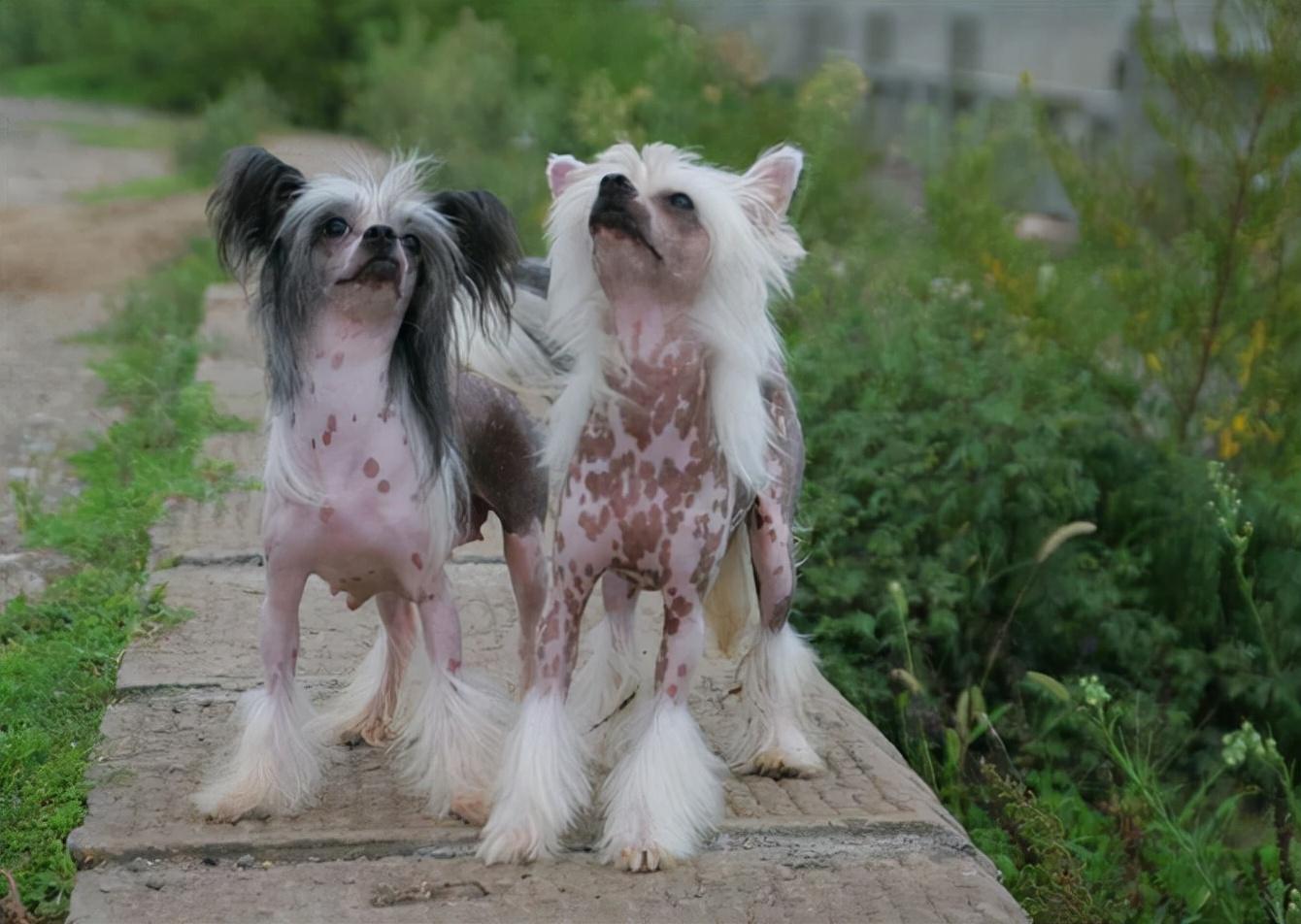 冠毛犬形态性格特征介绍,饲养优缺点及市场价格