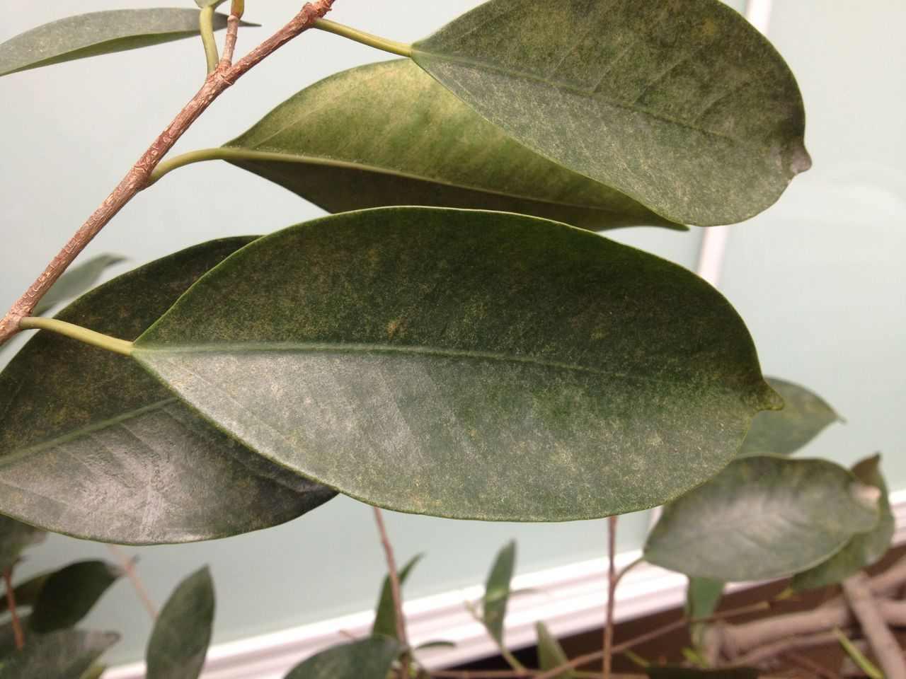 碳四植物 快懂百科