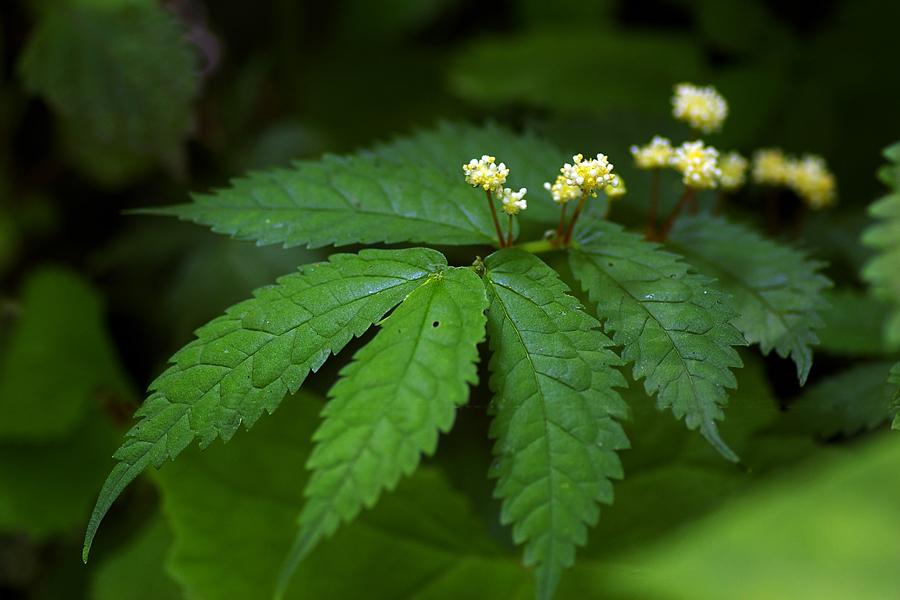 荨麻科 - 快懂百科