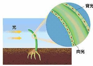 向光性 快懂百科