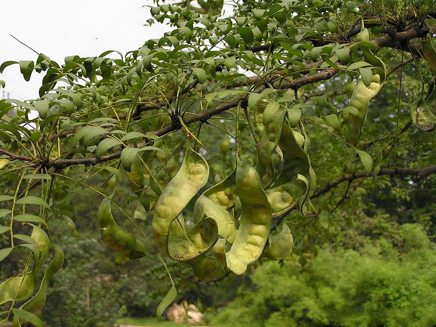 皂角树是常绿还是落叶 - 花百科