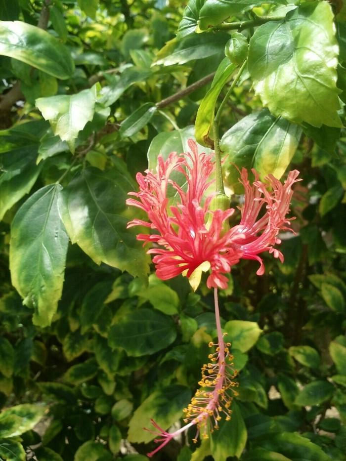 不完全花 快懂百科