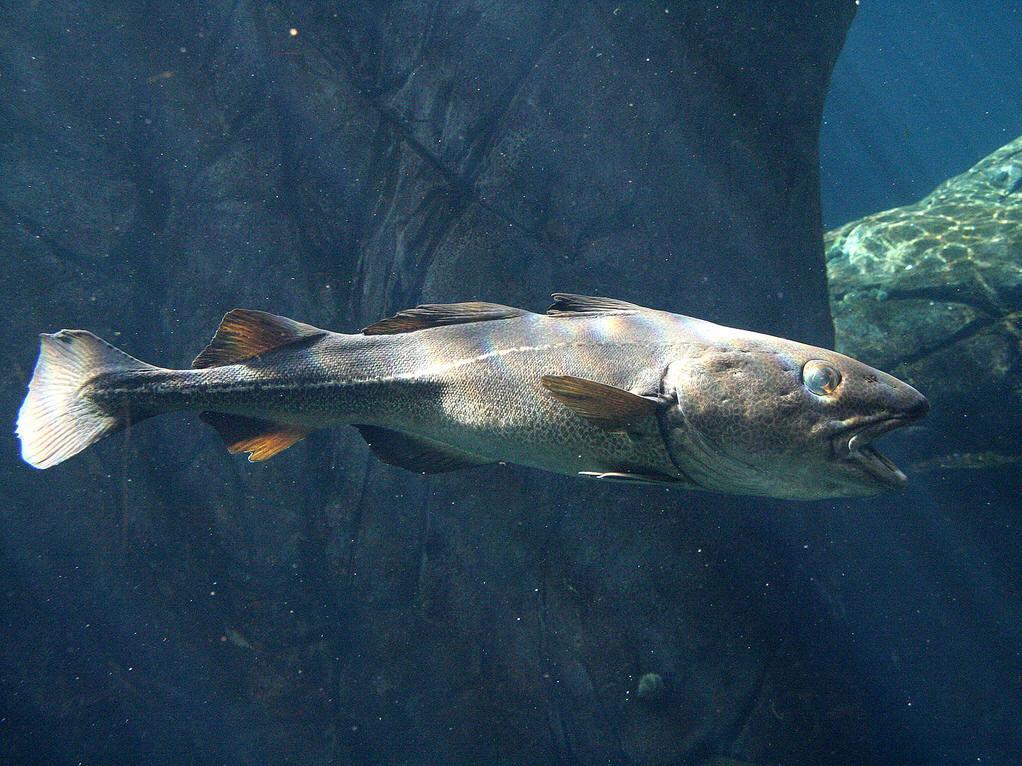 北极鳕 快懂百科