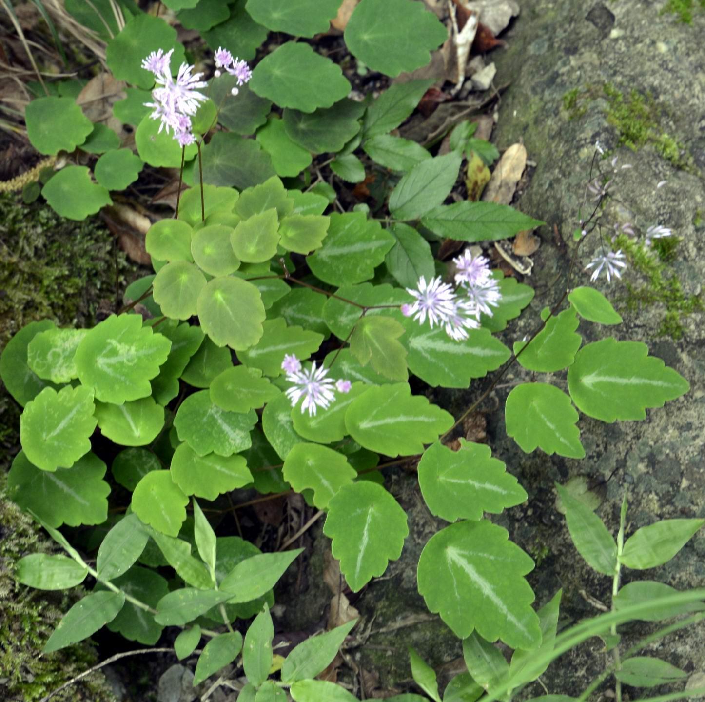 芸香叶唐松草 快懂百科