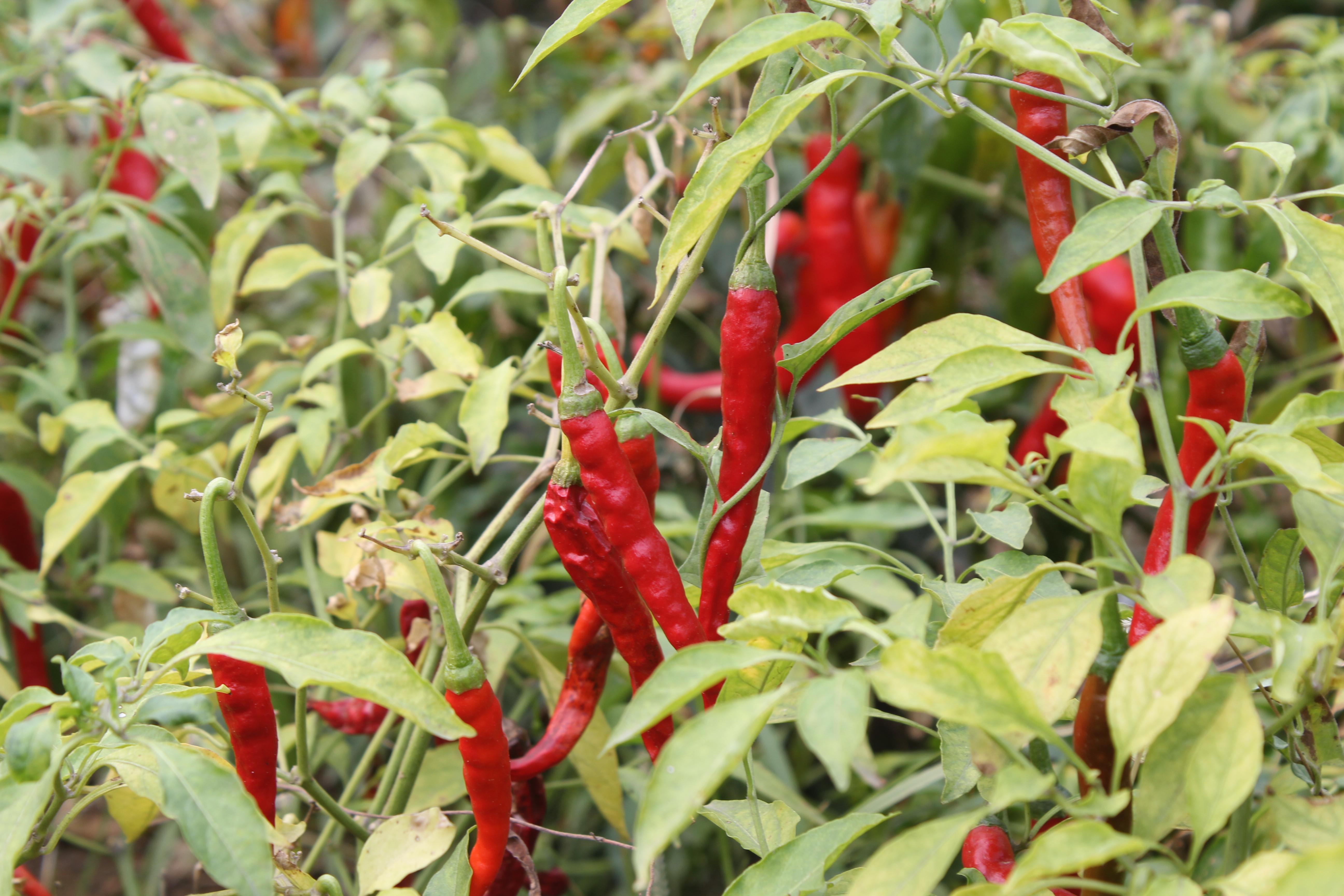 辣椒种植方法 - 江苏丹阳现代农业产业示范园