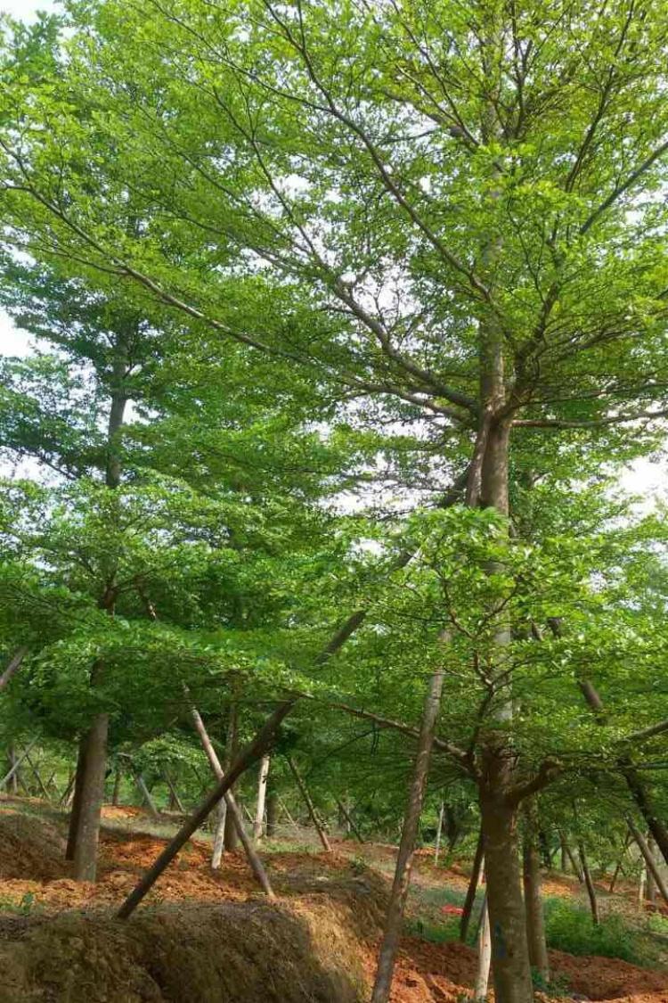 小叶榄仁 - 快懂百科