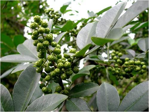 藤椒油 快懂百科